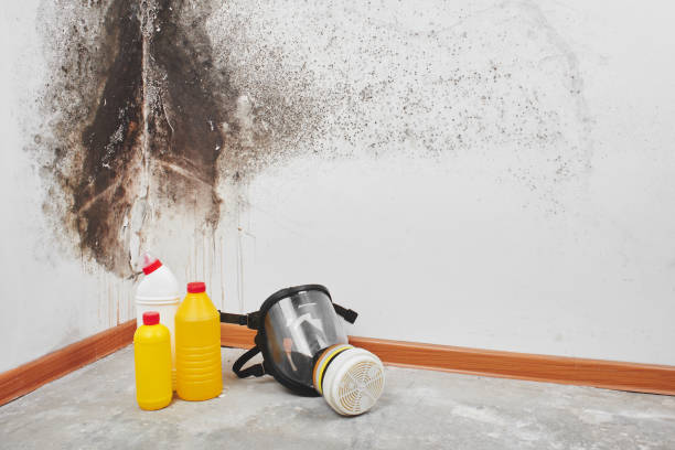 Best Mold Testing  in Sylvania, AL