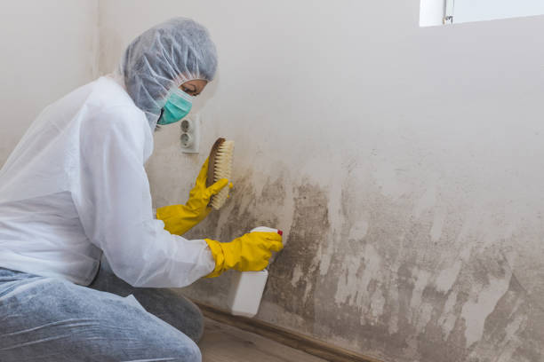 Mold Removal and Inspection in Sylvania, AL