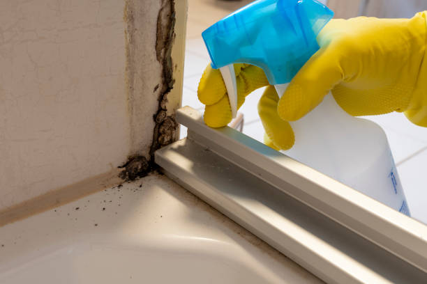 Best Commercial Mold Removal  in Sylvania, AL