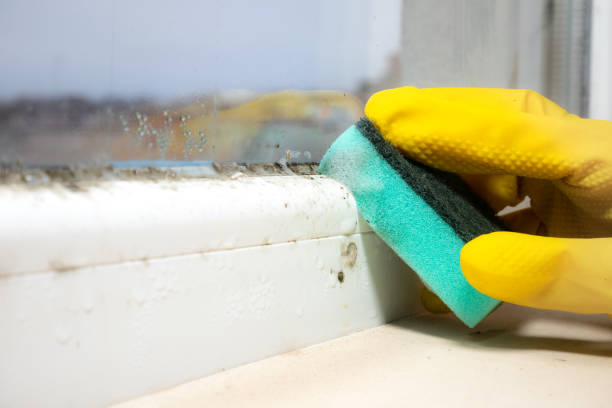 Best Mold Testing  in Sylvania, AL