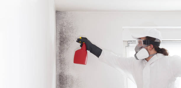 Best Toxic Mold Removal  in Sylvania, AL