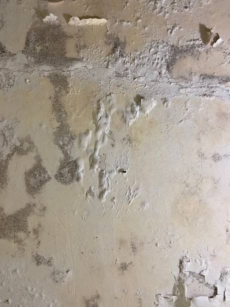Best Mold Cleaning Services  in Sylvania, AL
