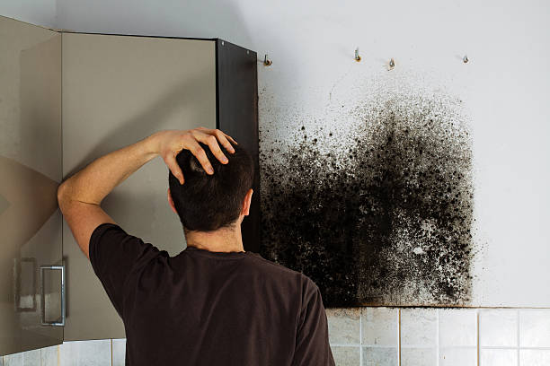 Best Mold Damage Repair  in Sylvania, AL