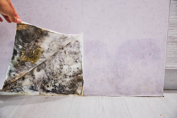 Best Local Mold Removal Service  in Sylvania, AL